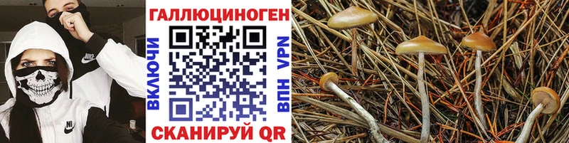 Галлюциногенные грибы MAGIC MUSHROOMS  Хвалынск 